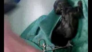 French Bulldog Milo giving birth