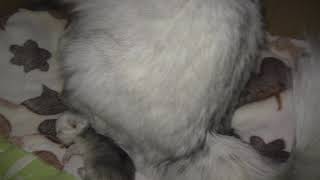 Слепые котятки
