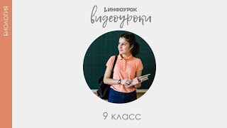 Биология как наука | Биология 9 класс #1 | Инфоурок