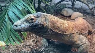 Home Safari with Komodo Dragon Hudo