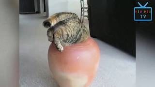 Funny Animal Mating - Super Funny Cats Compilation 2017 Part 1