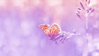 Positive Love Energy | 528Hz Miracle Meditation | Stress Relief Healing Music | Spiritual Cleanse