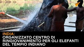 India, organizzato centro di ringiovanimento per gli elefanti del tempio indiano