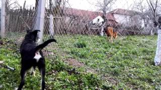 Jagdterrier vs German Shepherd