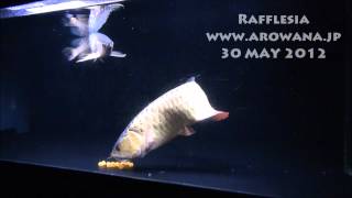 衝撃映像？！アジアアロワナの産卵2　By Rafflesia 　arowana breeding 2012