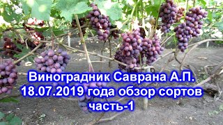 Обзор сортов винограда на 18.07.2019 - часть-1