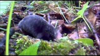 Как выглядит крот/ Looks like a mole