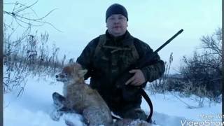 На лису с капканом.