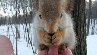 Кормлю Ушастика и Толстую / I feed the Ushastik and the Tolstaya