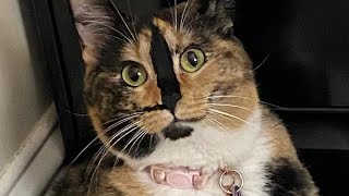 Cat blinks every time mom says I love you