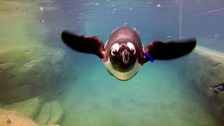 African Penguin Point Preview - Cincinnati Zoo
