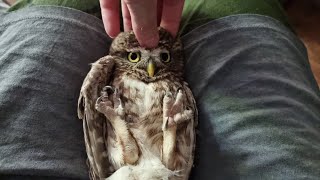Сова Ёль охраняет свой сад. Сыч Кутуша оскорблена и возмущена. Дракон Блинец загорает