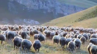 Стада овец в горах села Гапшима, красивый вид ,Herds of sheep in the mountains