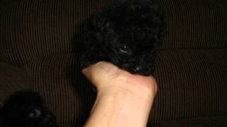 AMERICANA (SP) venda de poodle