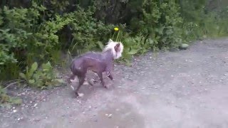 dakarguli dzagli - lost dog