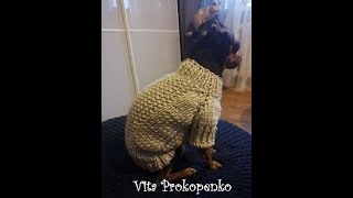 Вязаный свитер для собак мелких пород.