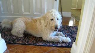Charlie the Labradoodle enjoys his daily denta stick treat