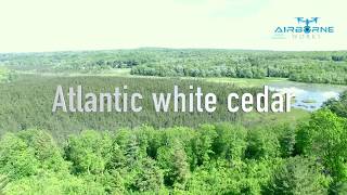 Atlantic White Cedar Forest
