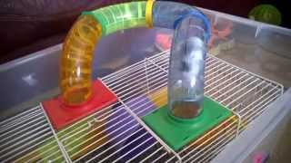 Adaptar tubos grandes para hamster pequeños (Roborowski)