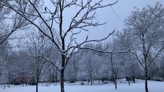 Spotting Kentucky Coffee (Gymnocladus dioicus) Trees in Winter