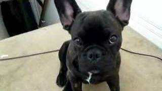 Frankie the French Bulldog having a moment