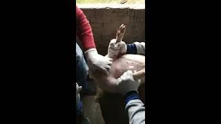 (सूअर को खस्सी करने का तरीका) Pig Castration Tutorial