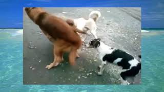 Funny mating Magic male 6 vs female 1 | Смешной спаривание Магический мужчина 6 против женщины 1