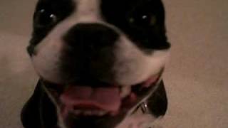 Two adorable dogs 69-ing