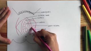 Lessons in Labia and Labiaplasty