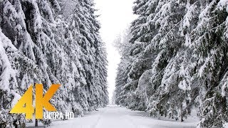 4K Nature Relax Video - The Winter Beauty of Arboretum Oleksandriya, Bila Tserkva, Ukraine