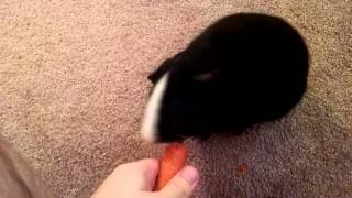 Guinea Pig Circle Trick With Chupie