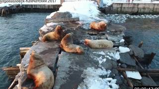 Россия, Камчатка, Петропавловск-Камчатский, Сивучи, Морские котики