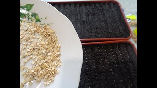 Когда размораживать грунт для рассады? 