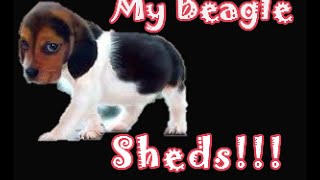 Gotten Beagle shedding hair all over your house lately? Watch this!!!