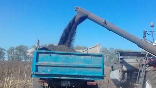 УБОРКА ПОДСОЛНУХА 2017 Комбайн VECTOR 410 и МТЗ 82.1 с прицепом SUNFLOWER CLEANING 2017 VECTOR 410