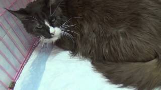 Копростаз у кота/Koprostaz the cat