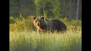 Медведь на овсах. Bear in the oats