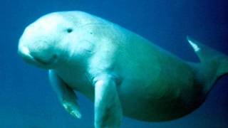 Save our dugongs!!