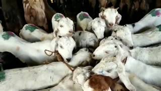 Deonar bakra mandi | saturday update | sojat kids ? | start price 3k | 25 jan 2020