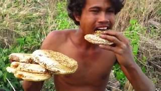 Rakus Banget   Makan Sarang Lebah