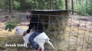 Day 1 - Big plans, clearing brush and goat rides