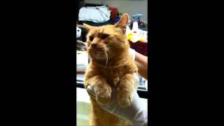 Chester the Cat - Howling