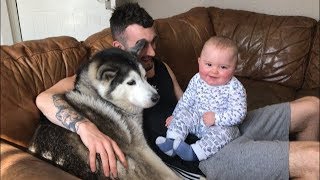 When my baby is crying I just bring in the huskies!