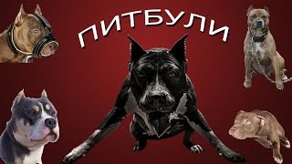 ? Американский питбультерьер   МИФЫ и ПРАВДА ?