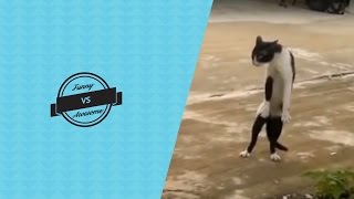 Funny Cat Videos - no cat no life #2
