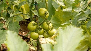 Bellosguardo: l'orto bioattivo: come ottenere ortaggi più buoni - Bonduelle TV - A spasso nell'Orto