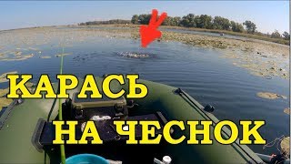 ЛОВЛЯ КАРАСЯ НА ПОПЛАВОК  В ЛИЛИЯХ/ЧЕСНОК VS ЧЕРВЬ