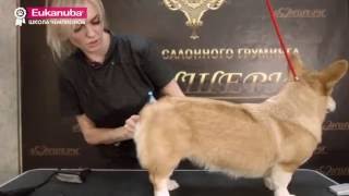 Груминг выставочных собак. Урок 3. Уход за длинношерстной собакой