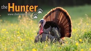 theHunter - ДИКИЙ индюк | Wild Turkey