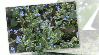 Бруннера крупнолистная (Brunnera sibirica)